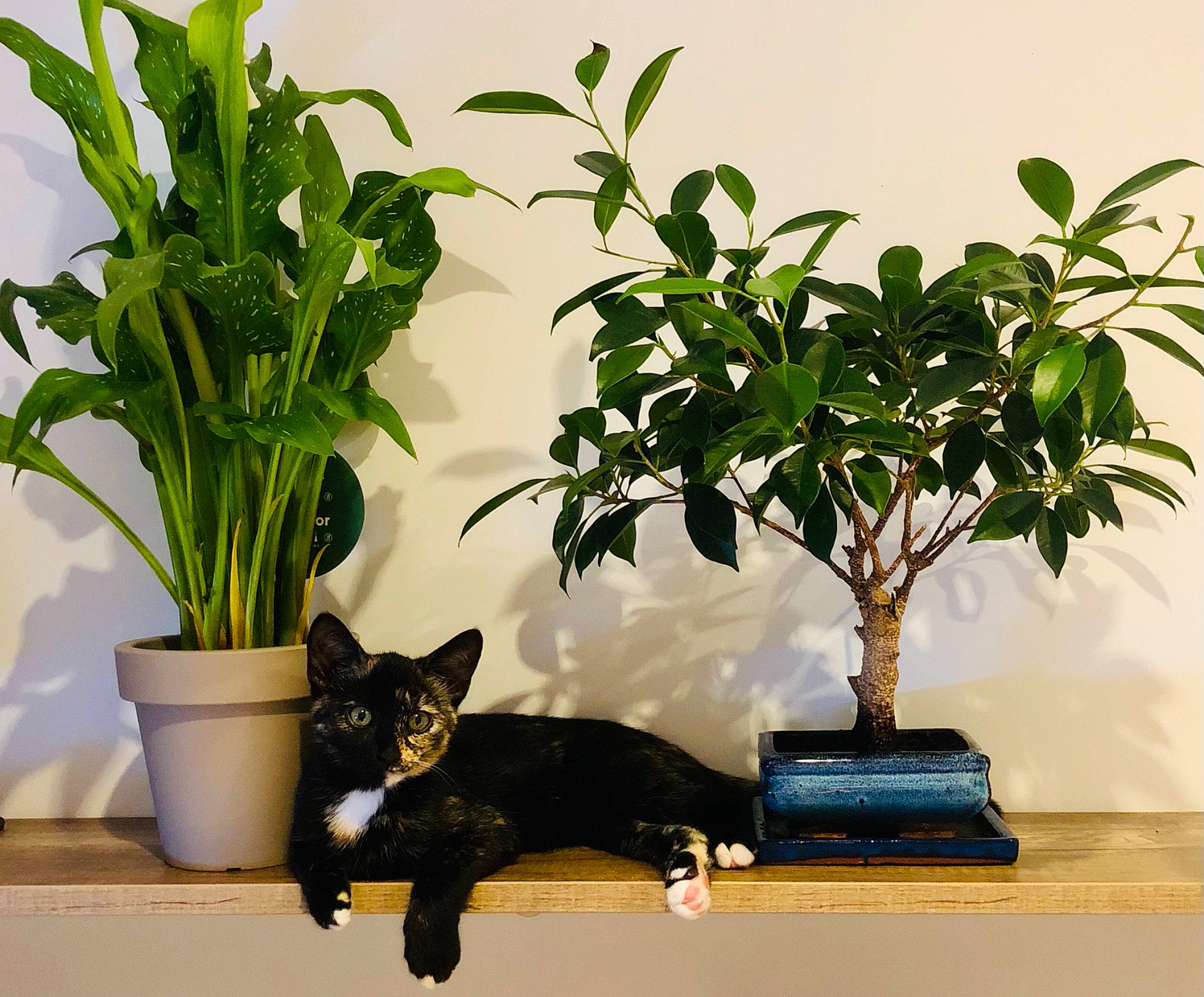 Flerken a rejoint le concours — aidez-le/la à gagner de superbes lots ! arecales, bonsai, carnivore, cat, comfort, felidae, flooring, flowering_plant, flowerpot, grass, houseplant, leaf, plant, room, small_to_medium_sized_cats, tail, terrestrial_plant, tree, vase, whiskers