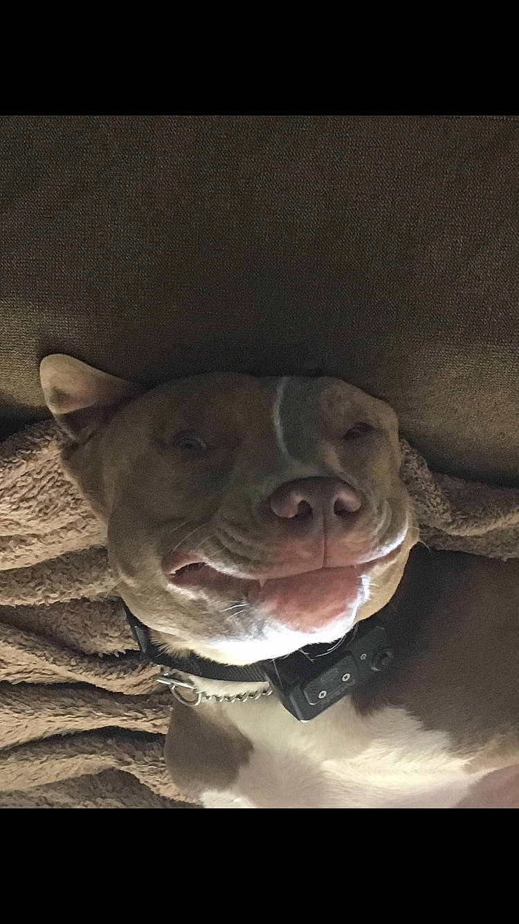 Grey joined the competition — help win amazing prizes! american_pit_bull_terrier, american_staffordshire_terrier, canidae, carnivore, dog, dog_breed, fawn, jaw, mouth, non_sporting_group, pit_bull, snout, sporting_group, staffordshire_bull_terrier