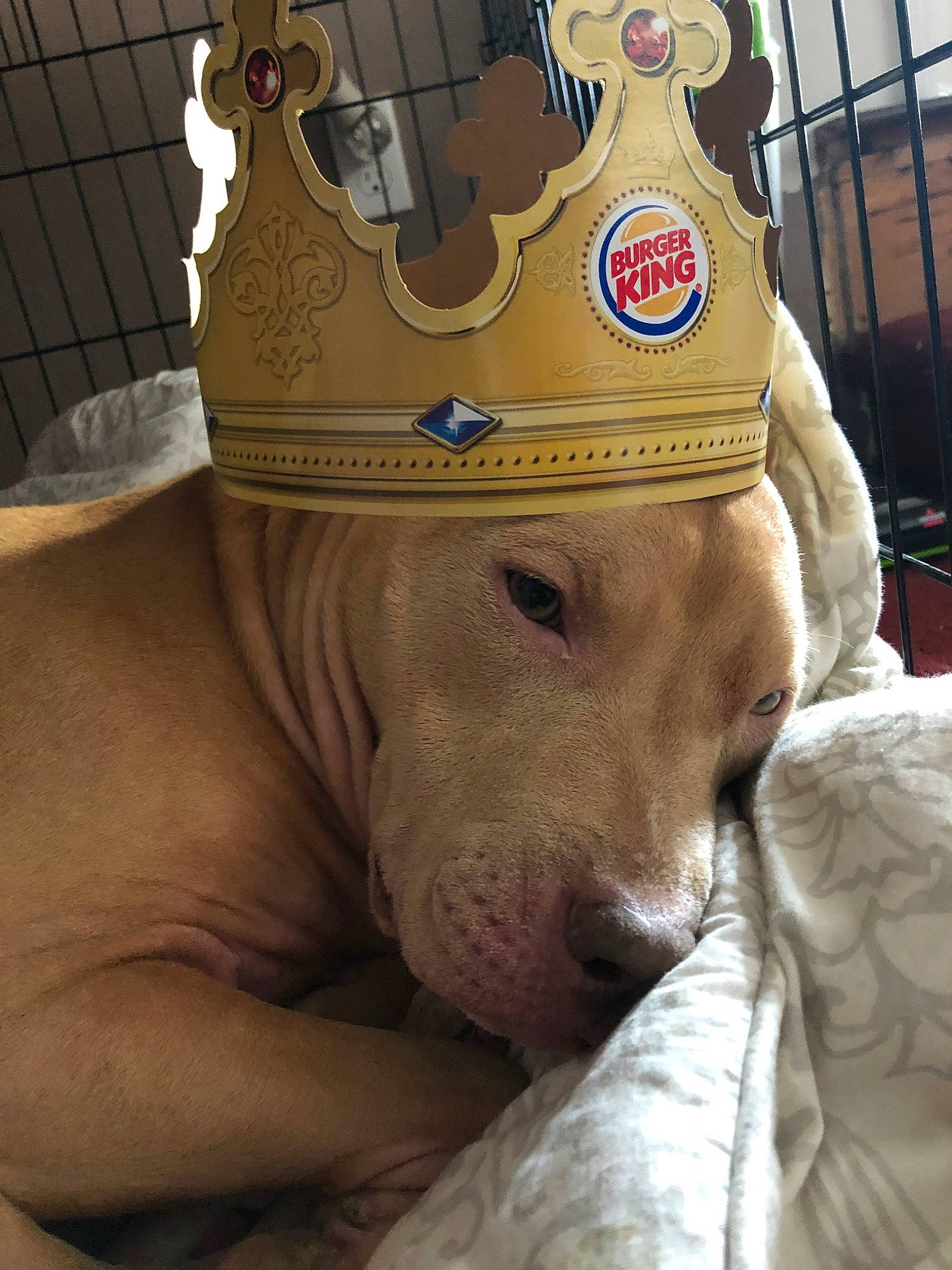Nala is registered to the contest to win money with this photo: american_pit_bull_terrier, canidae, carnivore, companion_dog, dog, dog_breed, fawn, non_sporting_group, pit_bull, snout, sporting_group