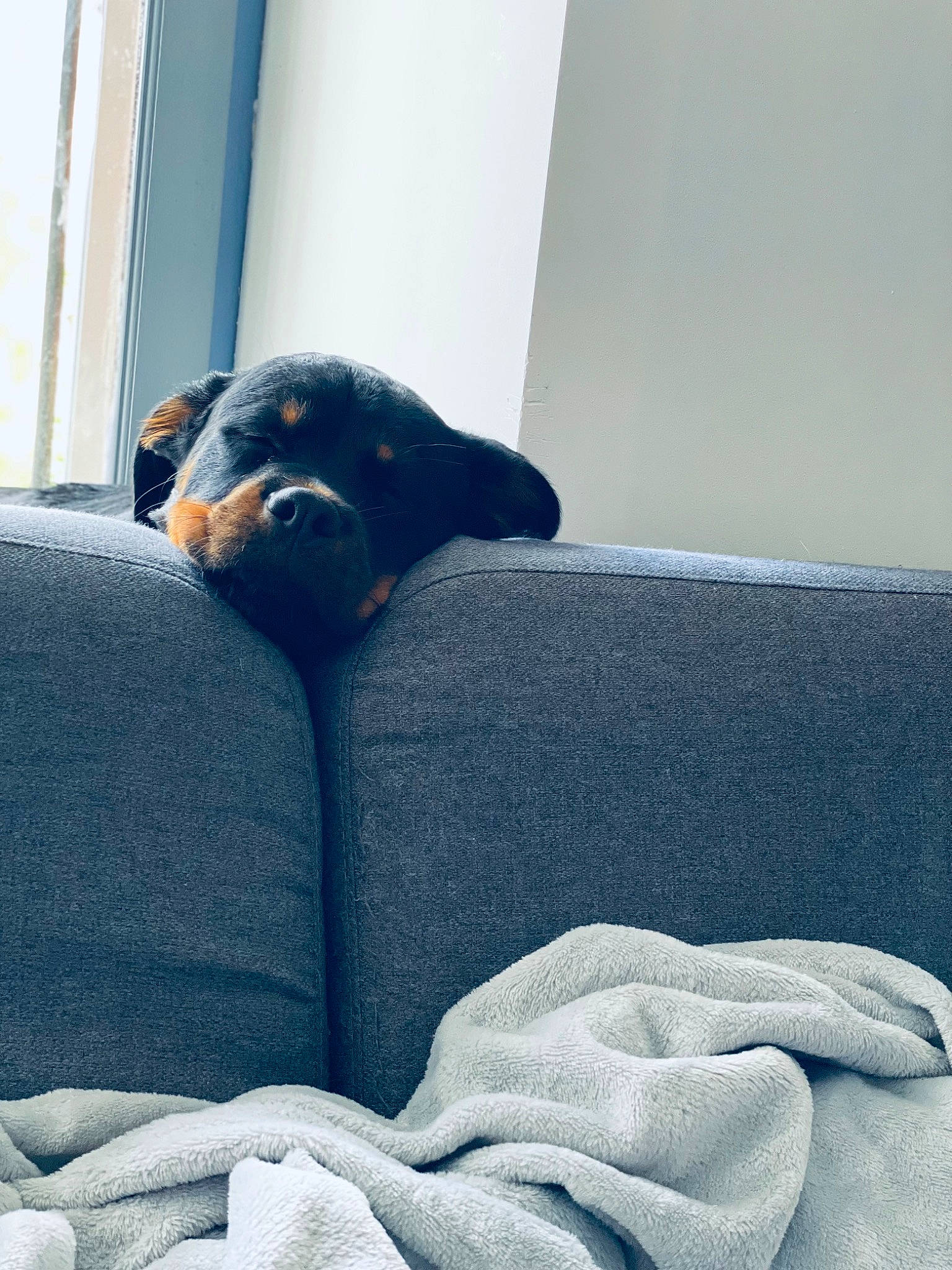 Nala participe au concours pour gagner de l'argent avec cette photo : bedding, bedroom, canidae, carnivore, comfort, companion_dog, couch, dog, dog_breed, electric_blue, fur, grey, guard_dog, linens, nap, room, sporting_group, tail, tints_and_shades, working_animal