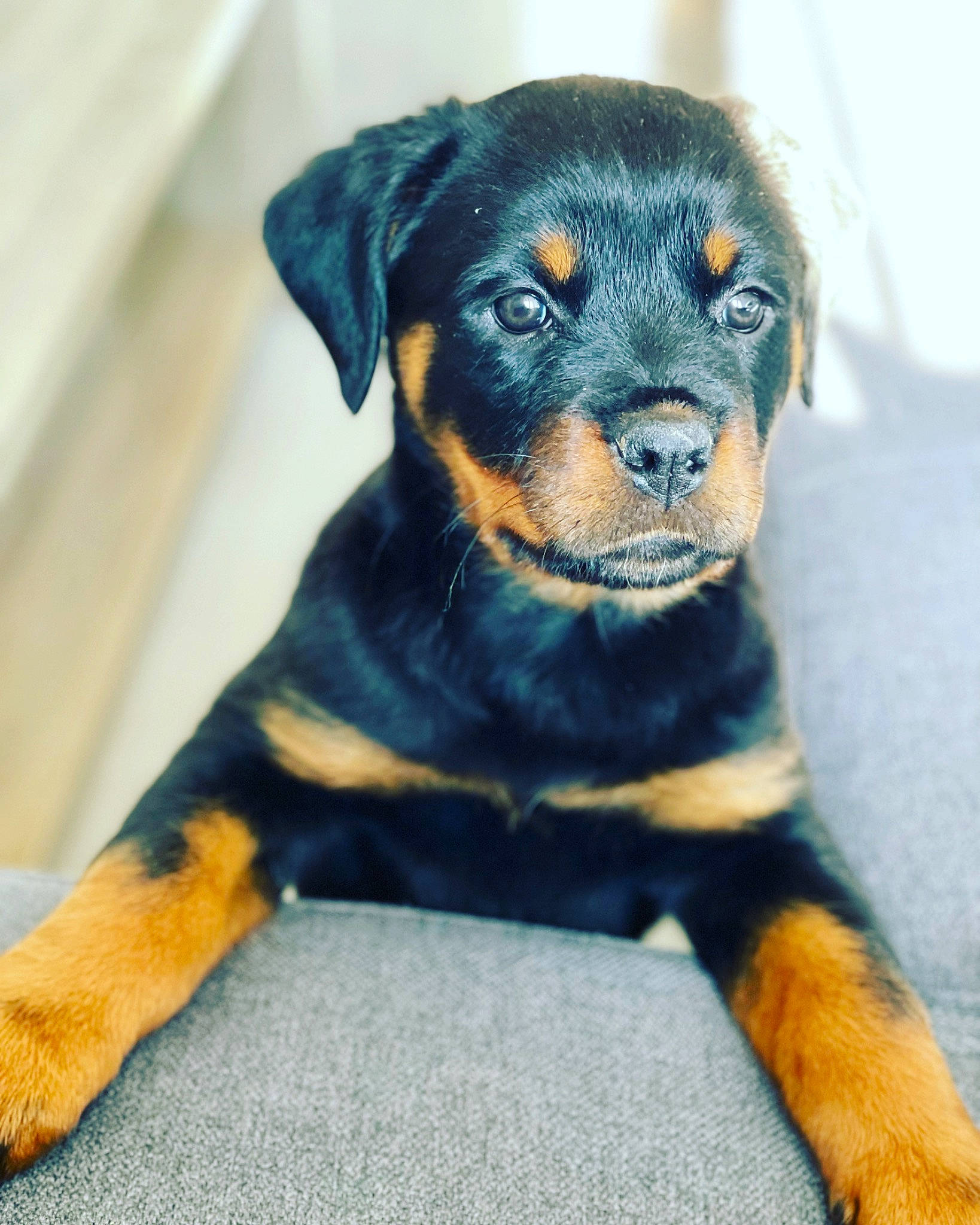 Nala a rejoint le concours — aidez-le/la à gagner de superbes lots ! austrian_black_and_tan_hound, borador, carnivore, collar, companion_dog, dog, dog_breed, dog_supply, electric_blue, fur, guard_dog, hound, pet_supply, rottweiler, snout, terrestrial_animal, toy_dog, whiskers, working_animal, working_dog