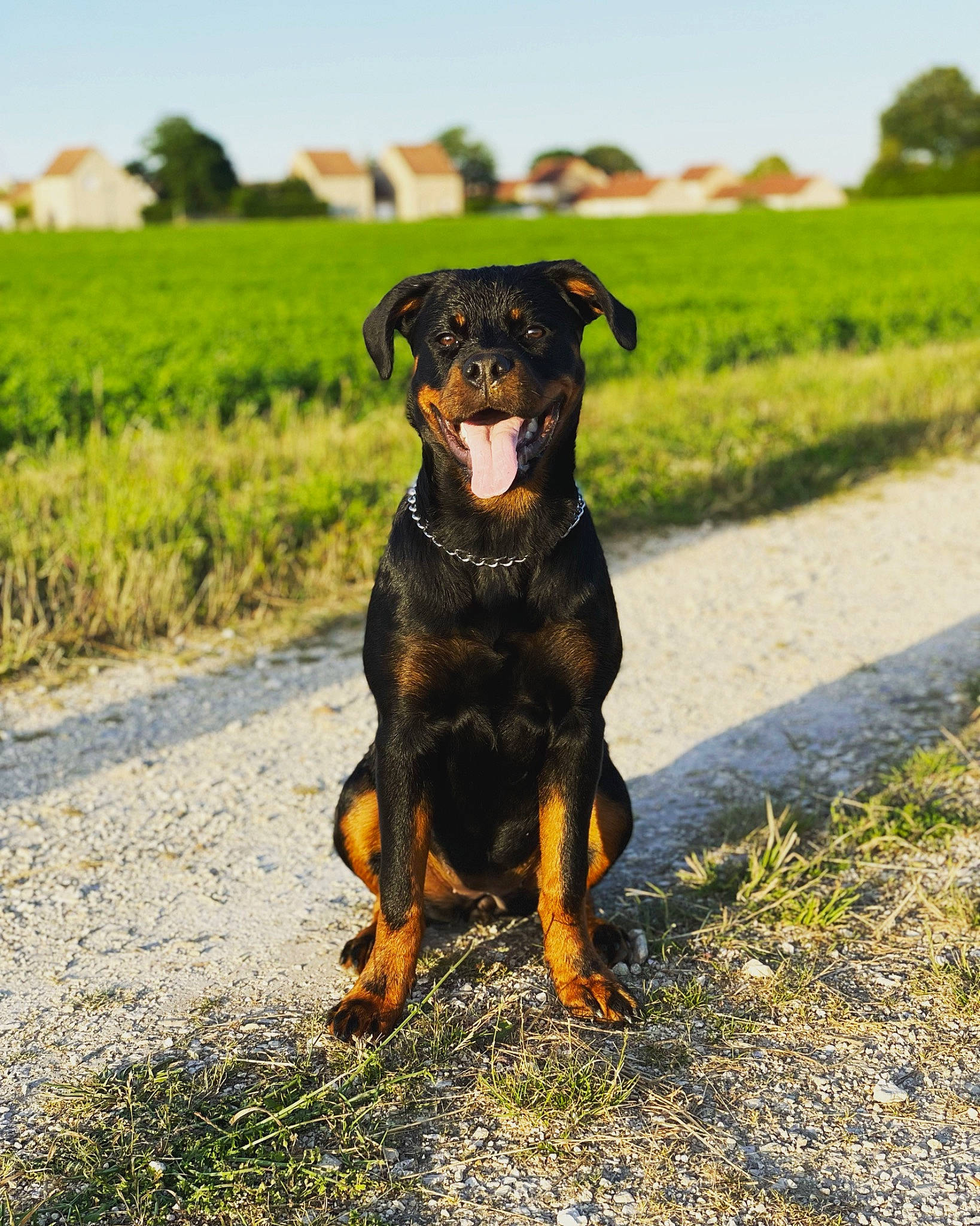 Nala participe au concours pour gagner de l'argent avec cette photo : agriculture, asphalt, canidae, carnivore, collar, companion_dog, dog, dog_breed, fawn, field, grass, grassland, landscape, plant, sky, snout, sporting_group, terrestrial_animal, tree, working_animal