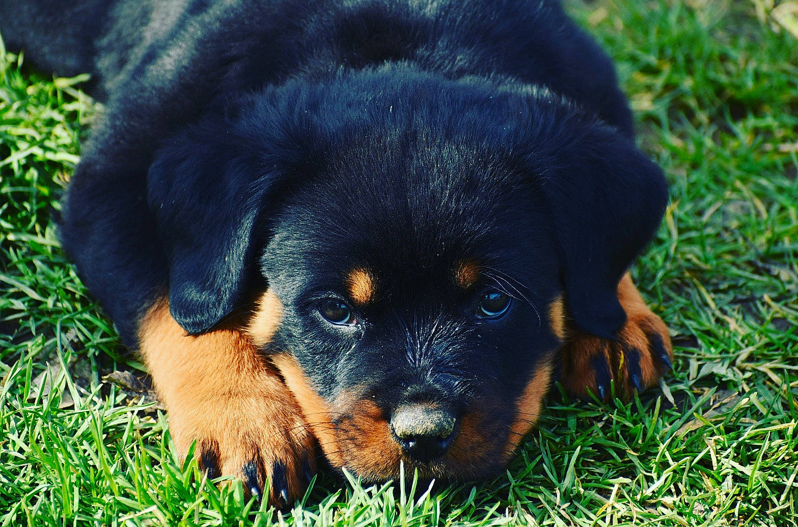 Nala a rejoint le concours — aidez-le/la à gagner de superbes lots ! canidae, carnivore, companion_dog, dog, dog_breed, fur, grass, guard_dog, hunting_dog, plant, puppy, rottweiler, snout, sporting_group, terrestrial_animal, whiskers, working_animal, working_dog