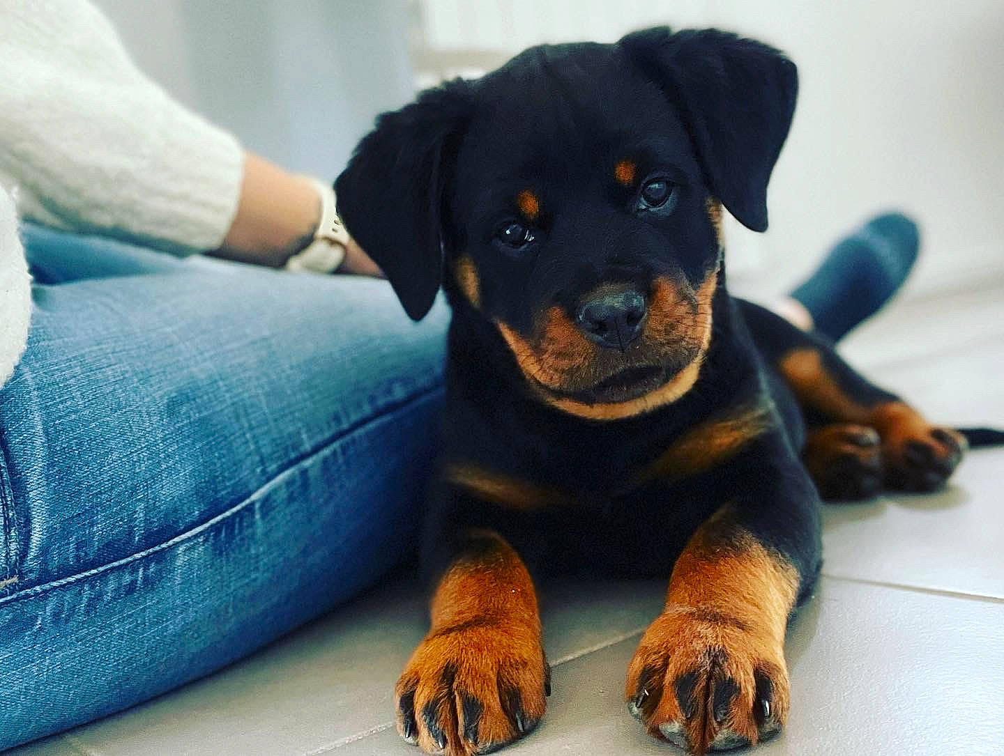Nala a rejoint le concours — aidez-le/la à gagner de superbes lots ! canidae, carnivore, comfort, companion_dog, dog, dog_breed, electric_blue, fur, guard_dog, paw, rottweiler, sitting, snout, sporting_group, terrestrial_animal, working_animal, working_dog