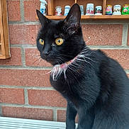 Naomy a rejoint le concours — aidez-le/la à gagner de superbes lots ! animal, black_cat, brick_wall, cat, close_up, collar, feline, figurines, fur, golden_eyes, indoor, mammal, pet, pink_collar, portrait, radiator, seated, shelf, thimbles, whiskers