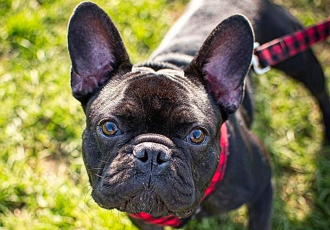 Howard is registered to the contest to win money with this photo: bulldog, carnivore, collar, companion_dog, dog, dog_breed, dog_collar, ear, eye, fawn, french_bulldog, grass, green, head, snout, sporting_group, terrestrial_animal, toy_dog, whiskers, wrinkle