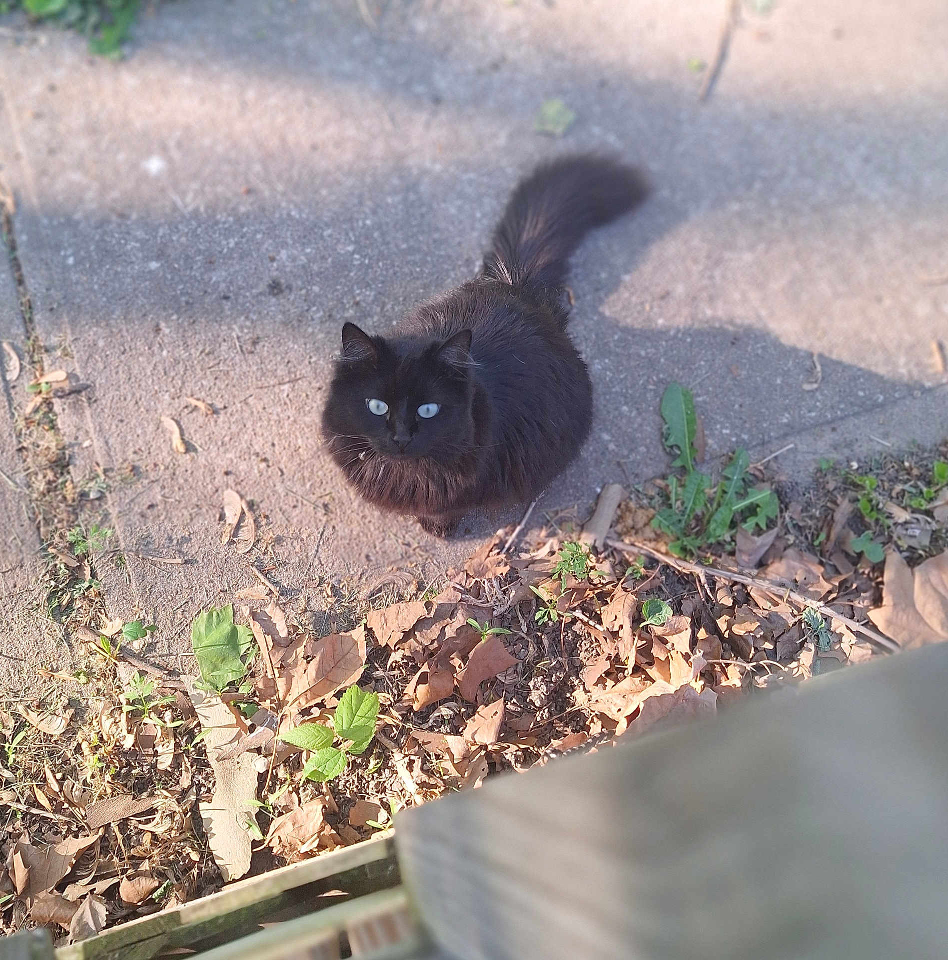 Momma Kitty joined the competition — help win amazing prizes! black_cat, cat, outdoor, sunlight, concrete, dry_leaves, green_plants, fluffy, animal, pet, looking_up, nature, curious, feline, tail, whiskers, daylight, shadow, ground, close_up