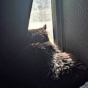 Momma Kitty joined the competition — help win amazing prizes! cat, window, sunlight, fur, indoor, curtain, wall, shadow, screen, pet, resting, cozy, texture, dark, quiet, home, animal, sleeping, back, ear