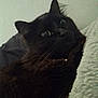Momma Kitty joined the competition — help win amazing prizes! cat, black_cat, closeup, feline, pet, animal, whiskers, ears, eyes, fur, indoor, cozy, texture, blanket, curious, looking_up, portrait, mammal, domestic_animal, soft