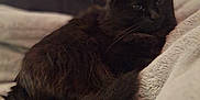Momma Kitty joined the competition — help win amazing prizes! animal, black_cat, blanket, cat, cozy, cute, domestic_animal, feline, fluffy, fur, indoor, mammal, pet, pillow, relaxing, resting, sleepy, soft, tail, whiskers