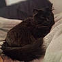 Momma Kitty joined the competition — help win amazing prizes! cat, black_cat, animal, pet, fluffy, fur, resting, blanket, cozy, indoor, soft, pillow, relaxing, mammal, whiskers, tail, cute, domestic_animal, feline, sleepy