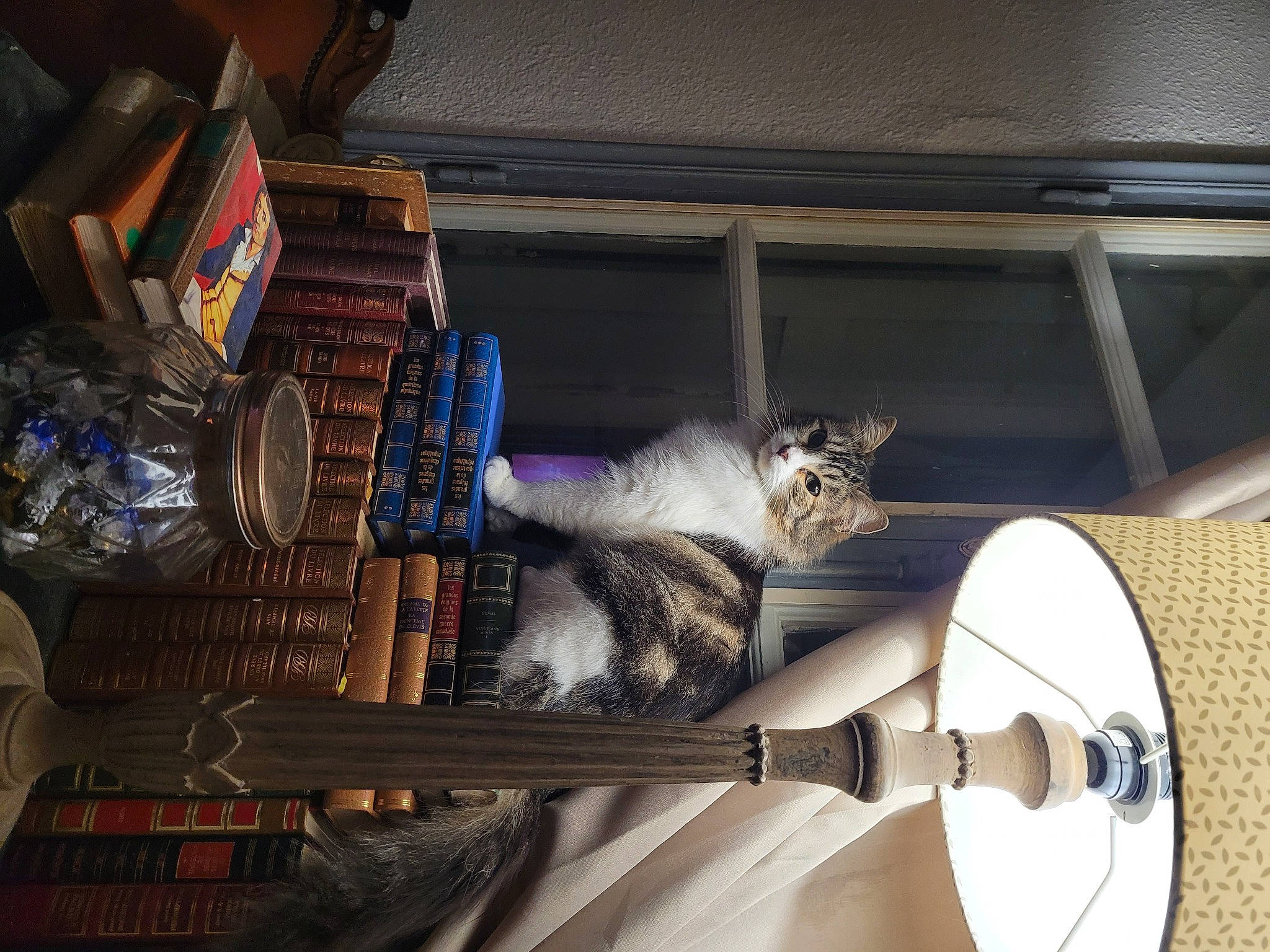 Boulette a rejoint le concours — aidez-le/la à gagner de superbes lots ! art, carnivore, cat, domestic_short_haired_cat, felidae, flooring, fur, hardwood, machine, metal, paw, publication, room, shelf, shelving, small_to_medium_sized_cats, table, tail, whiskers, wood