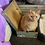 Bailey joined the competition — help win amazing prizes! cat, orange_cat, box, shoe_box, indoor, pet_bed, purple_chair, carpet, feline, curious, wide_eyes, cozy, domestic_animal, fur, whiskers, ears, sitting, home, animal, pet