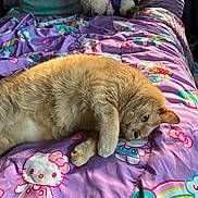 Bailey joined the competition — help win amazing prizes! cat, orange_cat, bed, blanket, hello_kitty, stuffed_animals, purple, cozy, relaxed, indoor, fur, pet, cute, animal, sleepy, paw, toy, resting, colorful, soft
