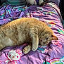 cat, orange_cat, bed, blanket, hello_kitty, stuffed_animals, purple, cozy, relaxed, indoor, fur, pet, cute, animal, sleepy, paw, toy, resting, colorful, soft