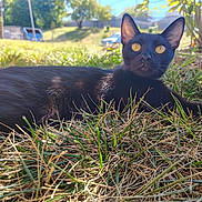 Abby joined the competition — help win amazing prizes! black_cat, cat, grass, outdoor, yellow_eyes, animal, nature, sunlight, tree, fence, pet, fur, alert, closeup, mammal, daytime, field, curious, lying_down, wildlife