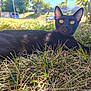 black_cat, cat, grass, outdoor, yellow_eyes, animal, nature, sunlight, tree, fence, pet, fur, alert, closeup, mammal, daytime, field, curious, lying_down, wildlife