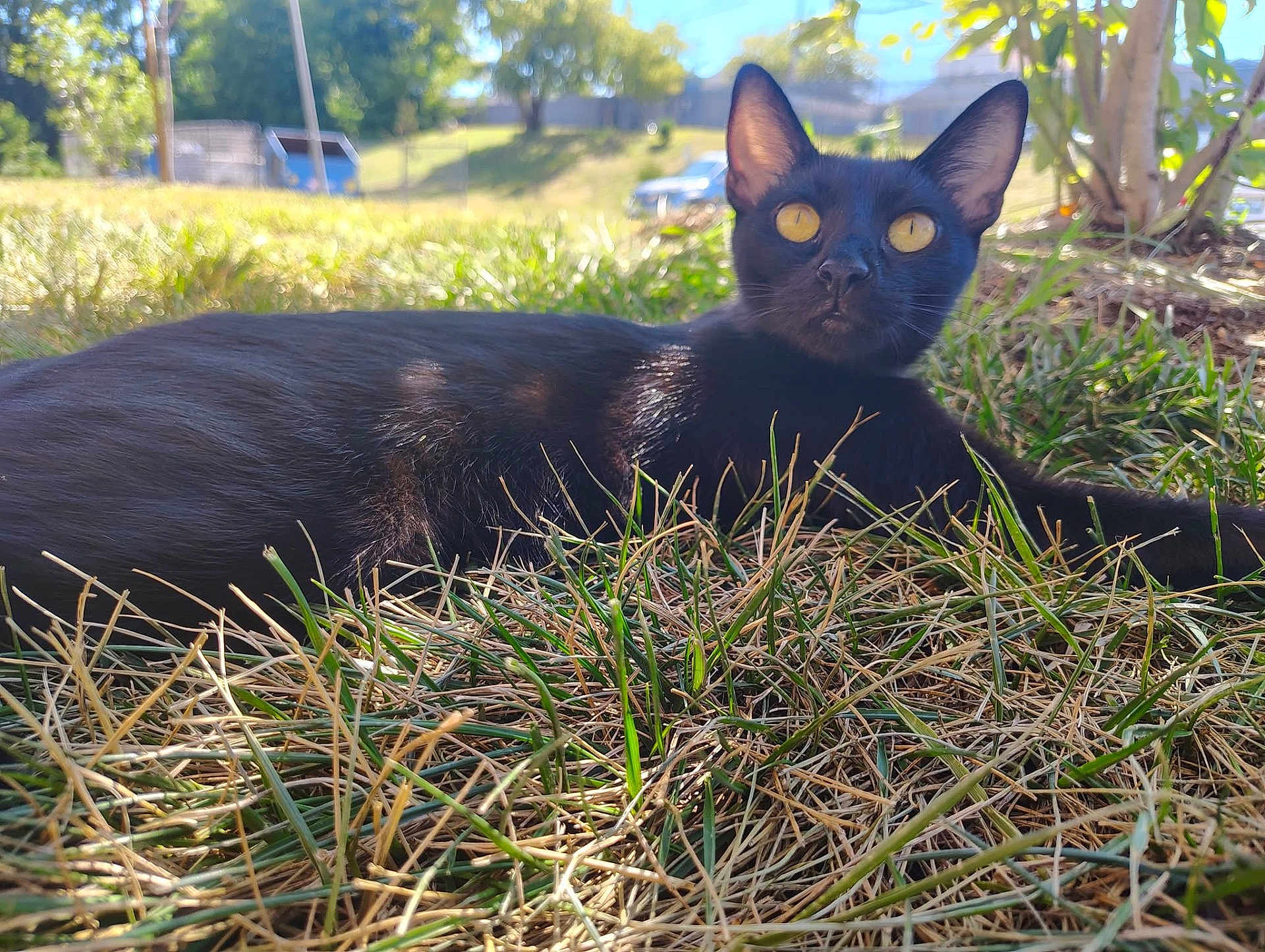 Abby