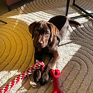 Appy participe au concours pour gagner de l'argent avec cette photo : animal, bone_toy, brown_dog, carpet, cute, dog, floor, furniture, indoor, labrador, looking_up, pet, playing, puppy, relaxing, rope_toy, rug, shadow, sunlight, toy