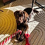 animal, bone_toy, brown_dog, carpet, cute, dog, floor, furniture, indoor, labrador, looking_up, pet, playing, puppy, relaxing, rope_toy, rug, shadow, sunlight, toy