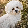 dog, white_dog, fluffy, curious, head_tilt, outdoor, flowers, nature, sunlight, portrait, cute, animal, pet, grass, closeup, fur, small_dog, garden, daylight, friendly