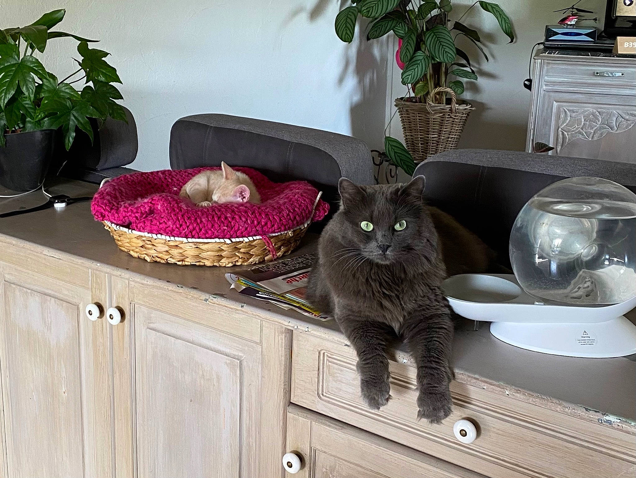 Ruben a rejoint le concours — aidez-le/la à gagner de superbes lots ! cabinetry, carnivore, cat, couch, felidae, flowerpot, furniture, grey, hardwood, house, houseplant, interior_design, picture_frame, plant, shelving, small_to_medium_sized_cats, table, tail, whiskers, wood