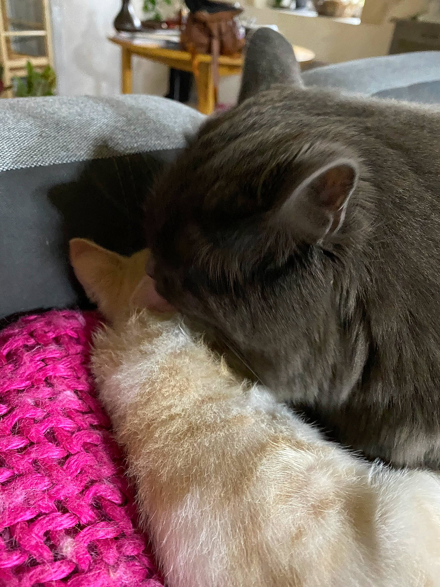 Ruben participe au concours pour gagner de l'argent avec cette photo : black_cat, carnivore, cat, chartreux, claw, comfort, dog_breed, domestic_short_haired_cat, fawn, felidae, fur, grey, korat, nap, sleep, small_to_medium_sized_cats, snout, tail, terrestrial_animal, whiskers