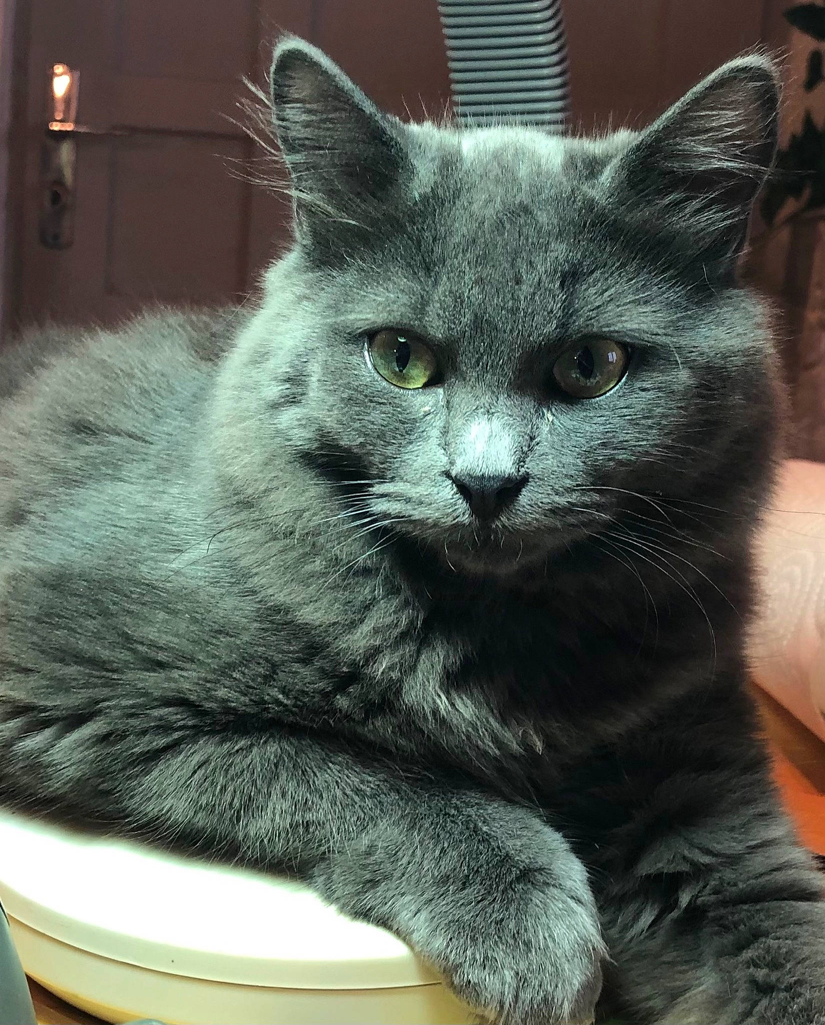 Ruben participe au concours pour gagner de l'argent avec cette photo : carnivore, cat, comfort, domestic_short_haired_cat, felidae, fur, grey, mammal, paw, sitting, small_to_medium_sized_cats, snout, terrestrial_animal, vertebrate, whiskers, window