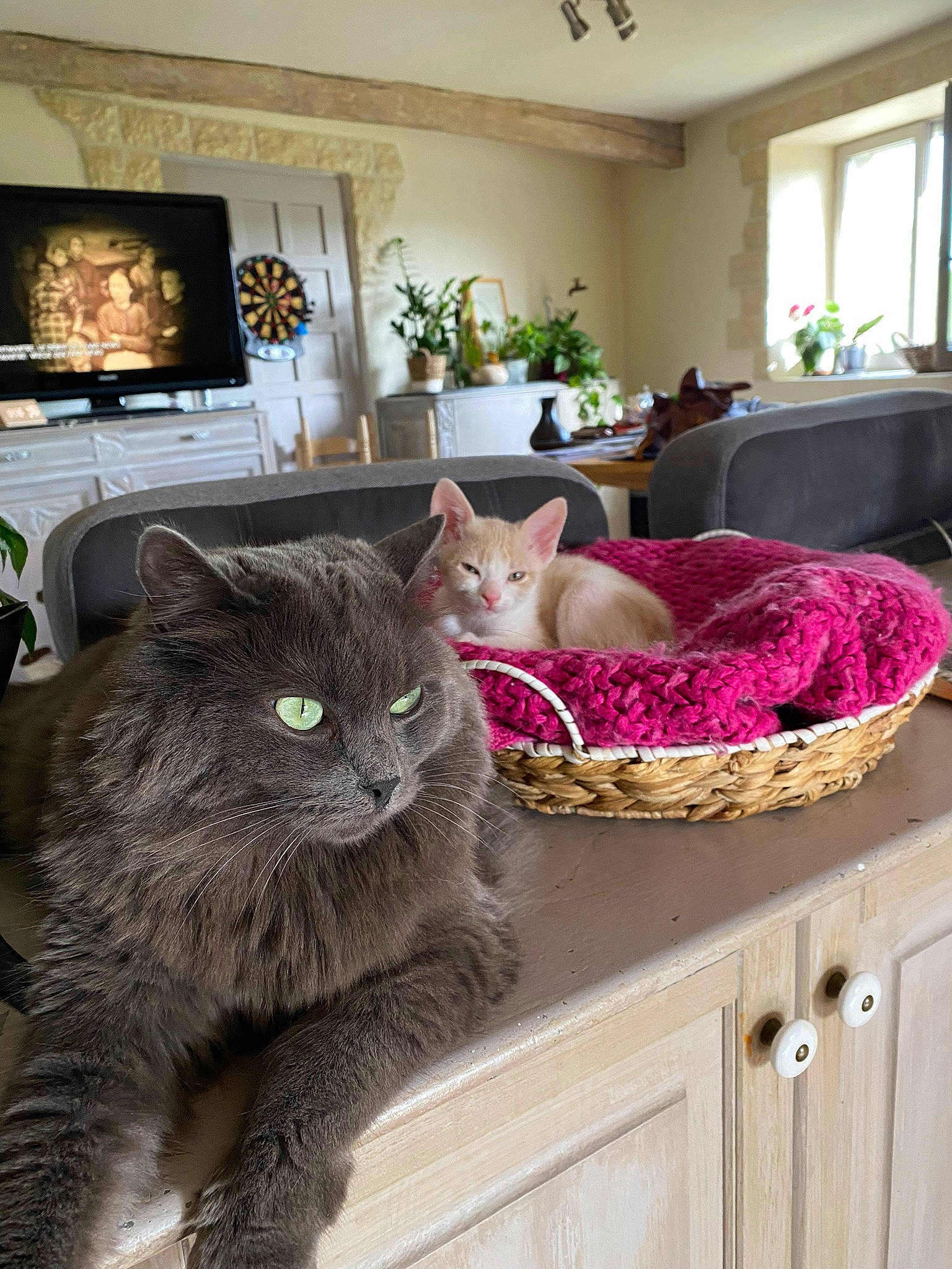 Ruben participe au concours pour gagner de l'argent avec cette photo : carnivore, cat, comfort, couch, felidae, furniture, grey, hardwood, houseplant, lamp, living_room, mammal, picture_frame, plant, small_to_medium_sized_cats, table, textile, whiskers, window, wood
