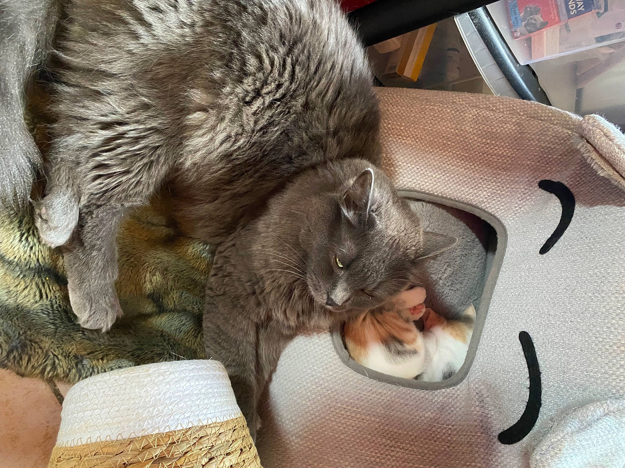 Ruben a rejoint le concours — aidez-le/la à gagner de superbes lots ! baggage, carnivore, cat, claw, comfort, domestic_short_haired_cat, fawn, felidae, fur, mammal, nap, paw, small_to_medium_sized_cats, snout, tail, terrestrial_animal, vehicle, vertebrate, whiskers, wildlife