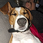 Rico a rejoint le concours — aidez-le/la à gagner de superbes lots ! dog, pet, closeup, nose, couch, sofa, person, glasses, hairclip, pearls, ear, collar, blanket, indoor, flash, portrait, cozy, sleeping, face, relaxing