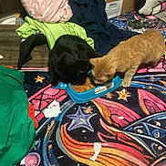 Moses Allen joined the competition — help win amazing prizes! animal, black_cat, blanket, cat, celestial, clothes, colorful, cozy, domestic, eating, feline, floor, food_bowl, indoor, messy, orange_cat, pet, room, stars, sun