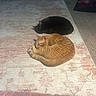 Moses Allen is registered to the contest to win money with this photo: cat, cats, black_cat, orange_cat, curled_up, sleeping, rug, patterned_rug, indoor, living_room, furniture, mat, cozy, pets, animal, domestic_animal, resting, floor, home, quiet