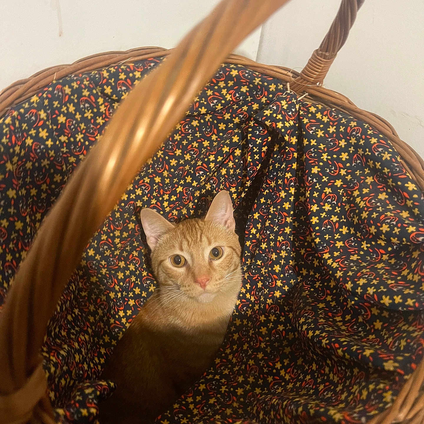 Moses Allen is registered to the contest to win money with this photo: animal, basket_handle, cat, closeup, curious, cute, domestic_cat, ears, fabric_lining, feline, floral_pattern, indoor, looking, orange_tabby, pet, portrait, resting, sitting, whiskers, wicker_basket