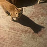 Moses Allen is registered to the contest to win money with this photo: cat, orange_cat, shadow, floor, indoor, furniture, armchair, light, shadow_play, pet, animal, curious, texture, carpet, domestic_cat, looking_up, small_cat, whiskers, ears, paws