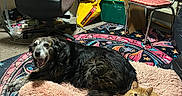 Moses Allen is registered to the contest to win money with this photo: dog, cat, pet, indoor, bed, rug, chair, blanket, floor, furniture, animal, orange_cat, black_dog, resting, cozy, carpet, household_items, room, curious, happy
