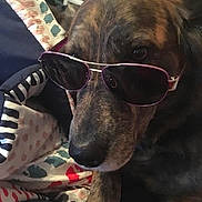 Emma joined the competition — help win amazing prizes! accessories, animal, canine, couch, cushion, dog, face, furniture, glasses, head, homedecor, hound, person, pet, photography, pig, portrait, puppy, sleeping, sunglasses