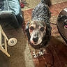 Emma joined the competition — help win amazing prizes! dog, indoor, living_room, carpet, couch, chair, table, plate, camera_lens, fur, tail_wagging, blur, clutter, floor, pet, animal, curious, white_fluff, patterned_rug, household_items