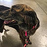 Emma is registered to the contest to win money with this photo: dog, brindle_coat, leash, pink, indoor, concrete_floor, panting, pet, canine, collar, animal, companion, friendly, alert, person, footwear, jeans, casual, floor, side_view