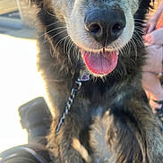 Emma joined the competition — help win amazing prizes! dog, close_up, tongue, nose, fur, outdoor, leash, pet, animal, happy, muzzle, black_fur, brown_fur, whiskers, person, legs, sunlight, blurred_background, collar, canine
