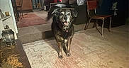 Emma is registered to the contest to win money with this photo: dog, indoor, living_room, carpet, chair, table, kitchen, furniture, pet, animal, happy, smiling, home, floor, domestic, canine, household, room, interior, ceiling_fan