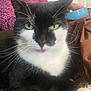 London joined the competition — help win amazing prizes! cat, black_and_white, close_up, tongue_out, yellow_eyes, whiskers, fur, pet, indoor, blanket, resting, person_in_background, pink_clothing, texture, animal, cute, face, fur_pattern, domestic_cat, relaxed