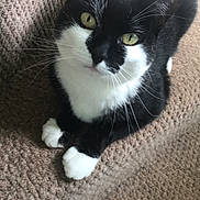 London joined the competition — help win amazing prizes! cat, black_and_white, pet, feline, whiskers, yellow_eyes, sitting, carpet, indoor, cute, animal, fur, paws, close_up, looking_up, domestic_cat, resting, cozy, soft_texture, relaxed