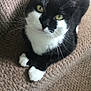 cat, black_and_white, pet, feline, whiskers, yellow_eyes, sitting, carpet, indoor, cute, animal, fur, paws, close_up, looking_up, domestic_cat, resting, cozy, soft_texture, relaxed