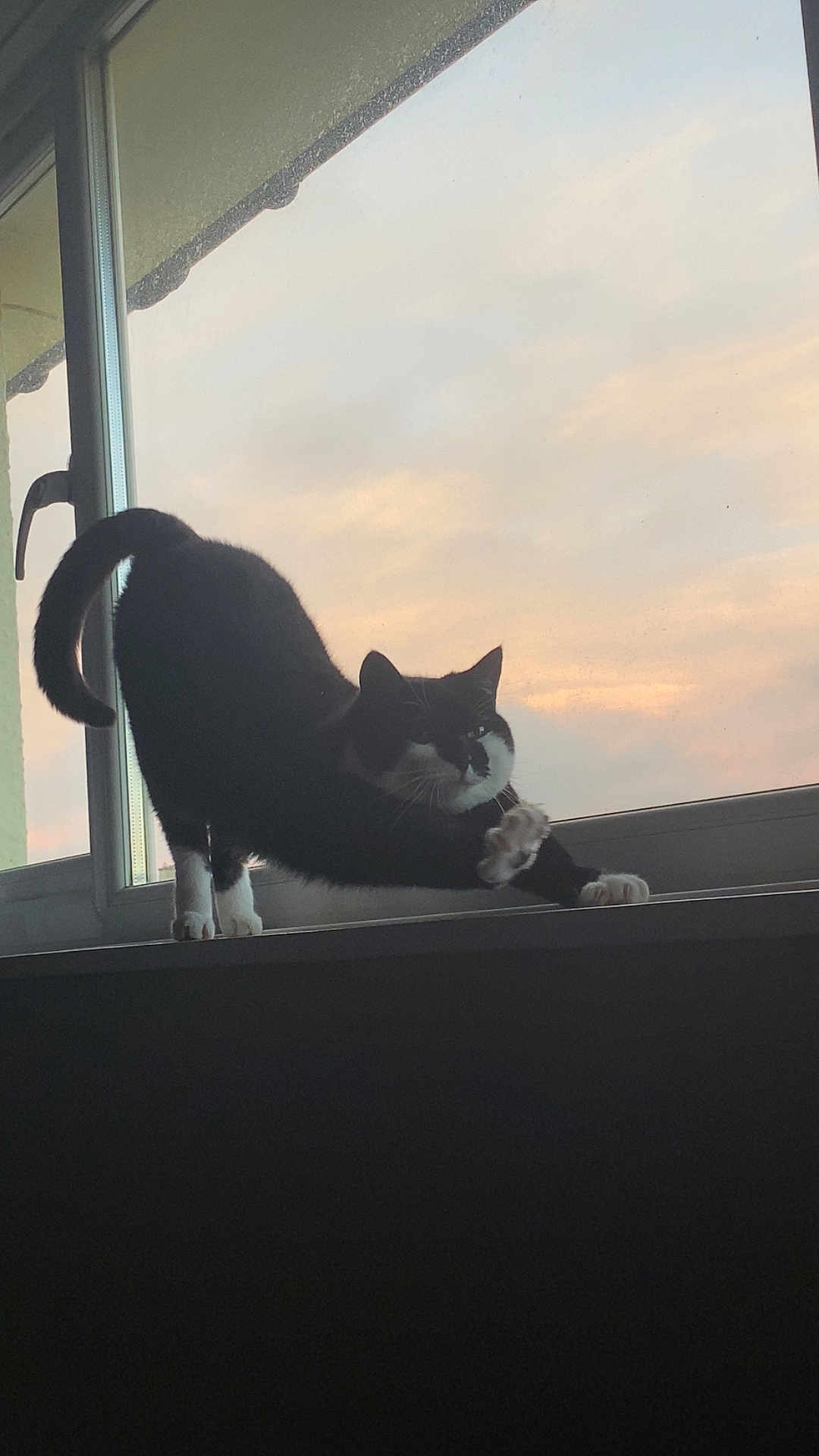 London is registered to the contest to win money with this photo: cat, black_and_white, stretching, windowsill, sunset, sky, indoor, pet, animal, feline, whiskers, tail, paws, silhouette, relaxing, evening, window, house, domestic, cute