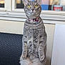 cat, gray_tabby, standing, upright, pink_collar, bell, tag, yellow_eyes, feline, fur, whiskers, alert, indoor, window, chair, textured_surface, pet, animal, cute, curious