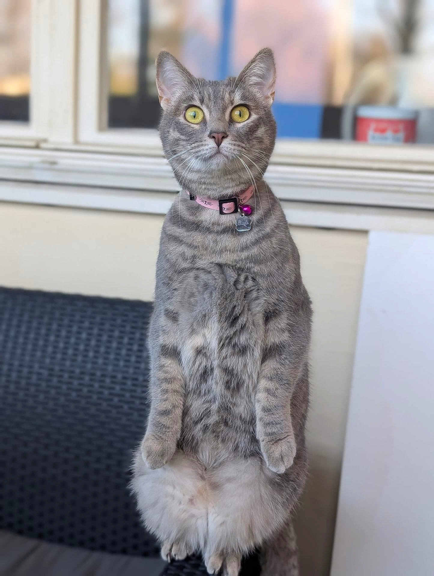 Yoda participe au concours pour gagner de l'argent avec cette photo : cat, gray_tabby, standing, upright, pink_collar, bell, tag, yellow_eyes, feline, fur, whiskers, alert, indoor, window, chair, textured_surface, pet, animal, cute, curious