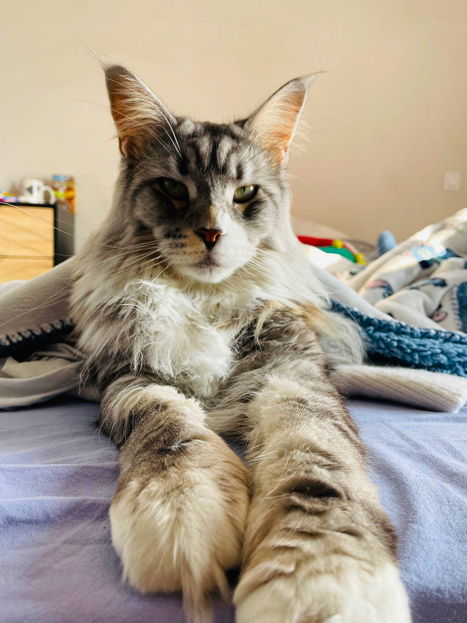 Romy a rejoint le concours — aidez-le/la à gagner de superbes lots ! carnivore, cat, claw, comfort, domestic_short_haired_cat, eye, felidae, foot, fur, nap, paw, sitting, small_to_medium_sized_cats, snout, tail, terrestrial_animal, whiskers