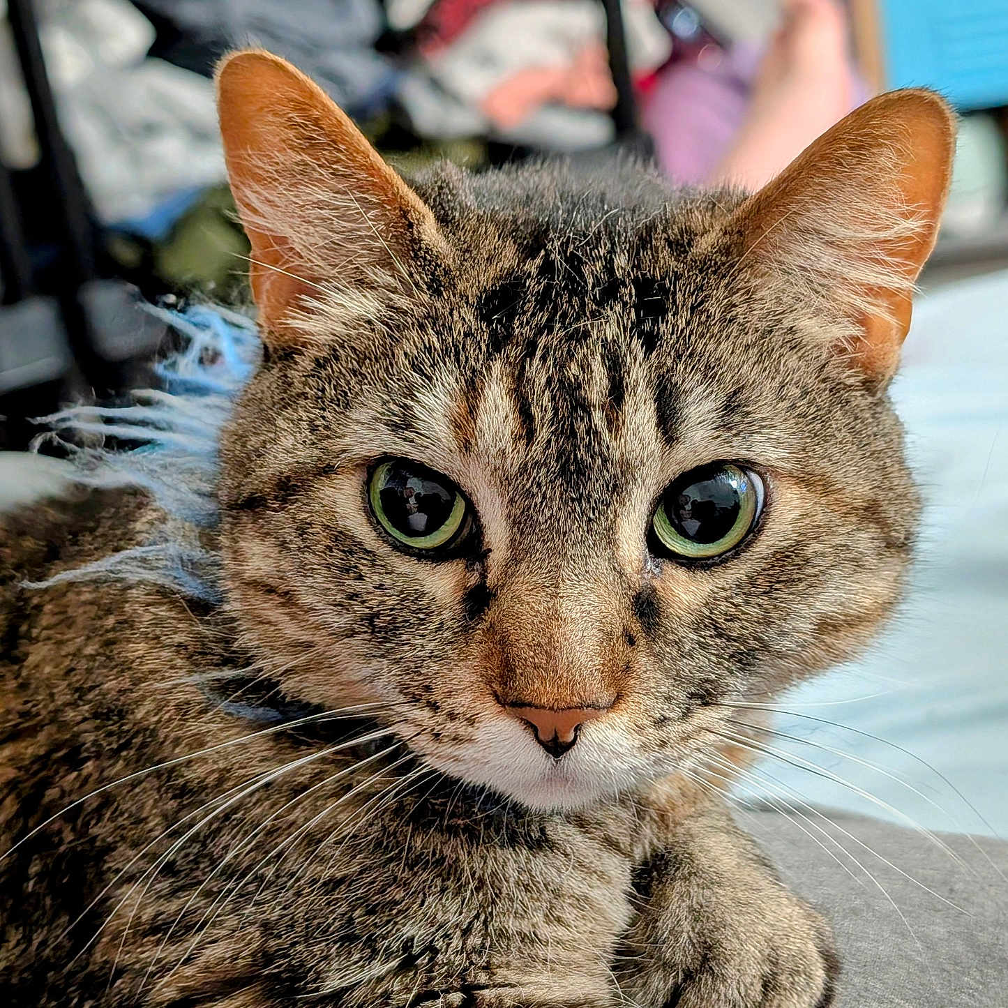 Gorgeous Girl is registered to the contest to win money with this photo: animal, cat, close_up, cute, domestic, ears, face, feline, focus, fur, green_eyes, indoor, looking, mammal, pet, portrait, relaxed, soft_light, tabby, whiskers