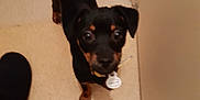 Ohana participe au concours pour gagner de l'argent avec cette photo : beagador, canidae, carnivore, companion_dog, dachshund, dog, dog_breed, miniature_pinscher, patterdale_terrier, puppy, rottweiler, sporting_group, tail